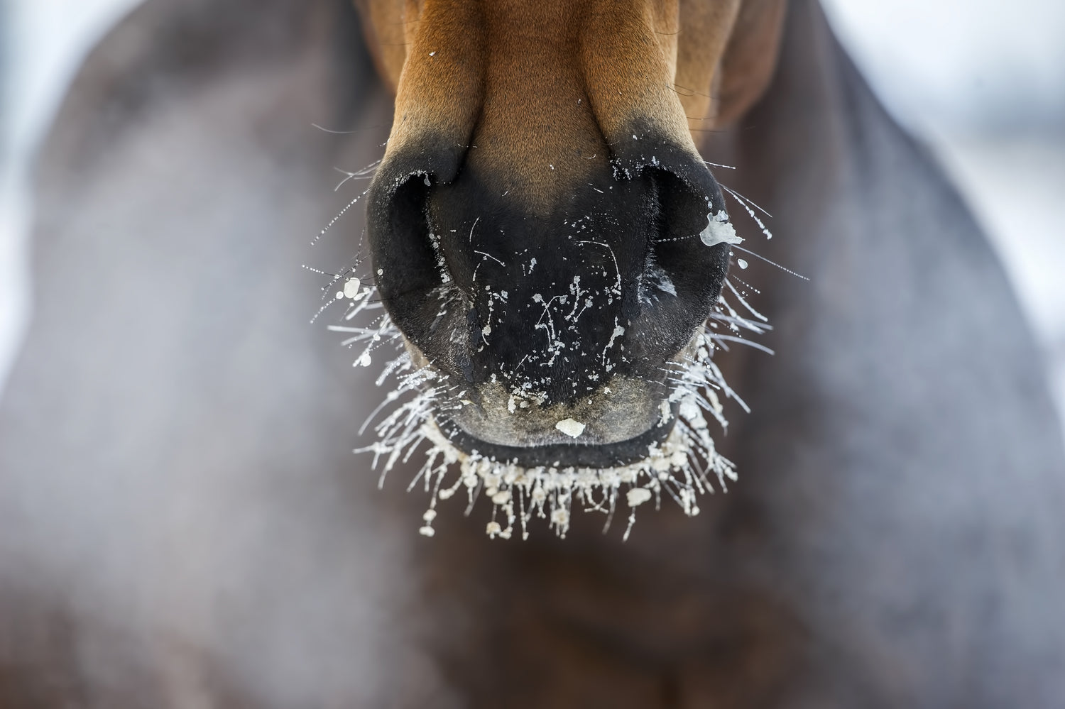 Eine schneebedeckte Pferdenase | Inhalatoren und Sole-Produkte für Pferde | PEGASALT