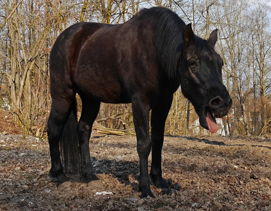 Der Husten tritt beim Pferd oft als Spätsymptom auf