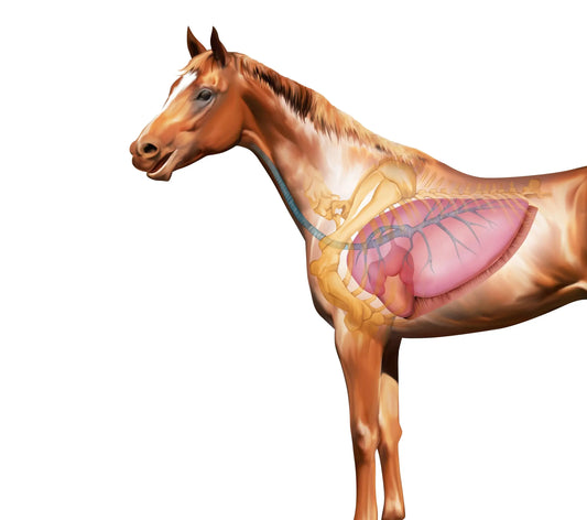 Pegasalt: Die Anatomie der Lunge des Pferdes