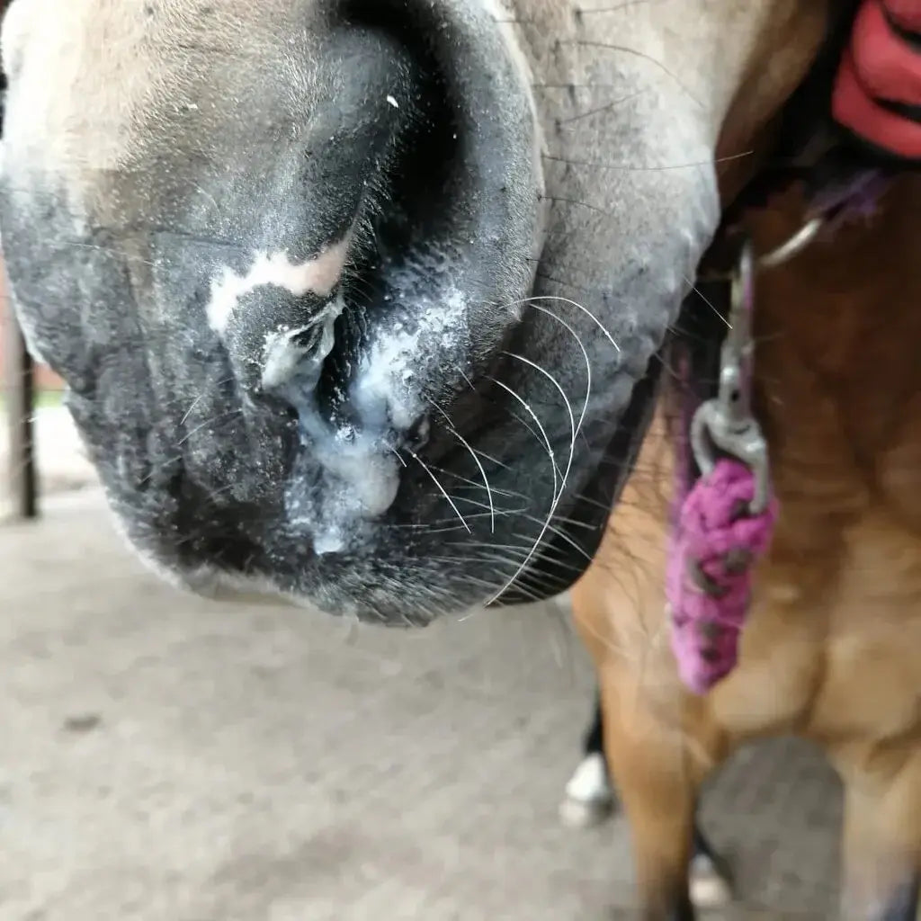 Erfahrungsbericht zur Soleinhalation beim Pony von Janina