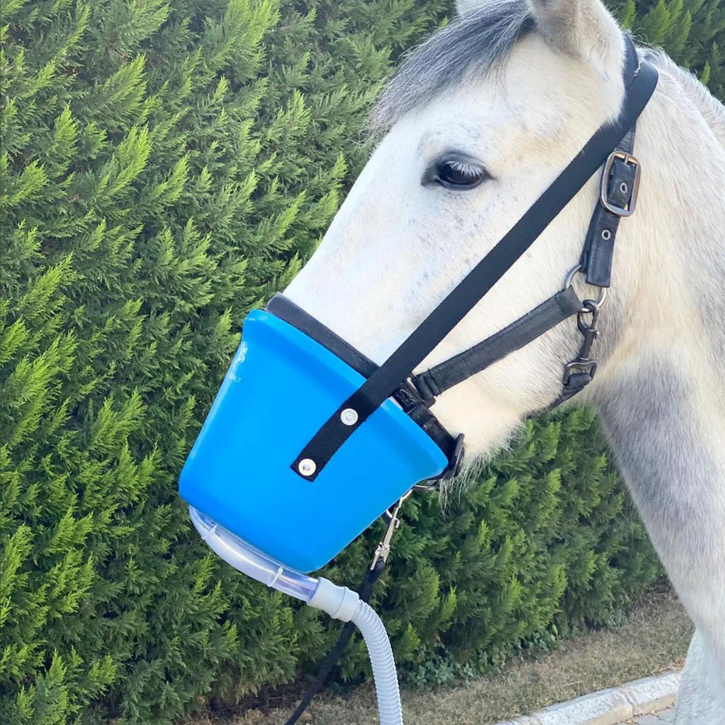 Pegasalt Inhalationsmaske für Pferde in blau + Schlauchadapter | PEGASALT