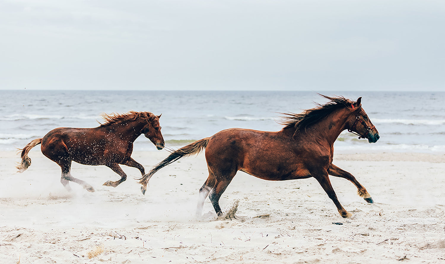 Zwei braune Pferde am Strand | PEGASALT
